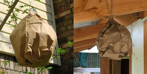 brown paper bag fake hornets nest|do hornet colonies really work.